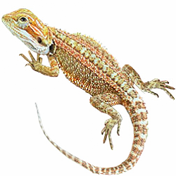 Genetic Stripe